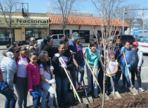 Street Tree Planting