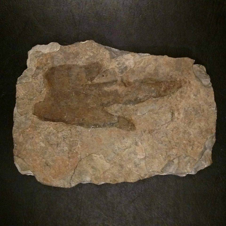 Dinosaur footprint Dinosaur footprint