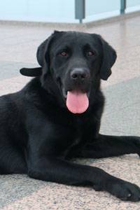 K9 Thor who partners with Sgt. Curt Desautels