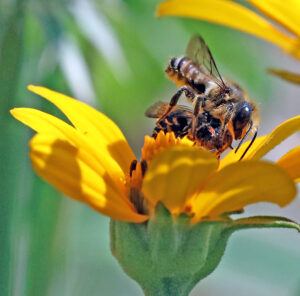 picture of a group of bees