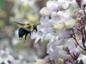 Picture of a Bee flying