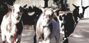 Picture of Goats at the Botanical Center