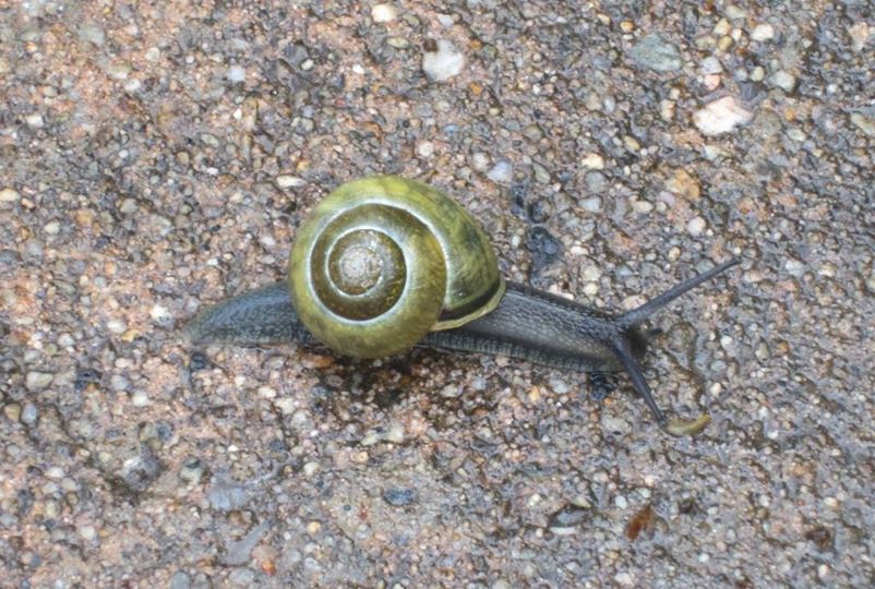 Grove snail