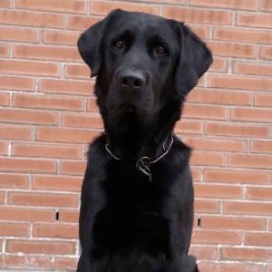 K9 Thor sitting