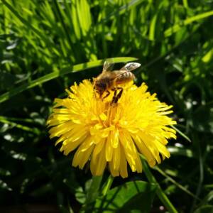 photo of a bee on a flower
