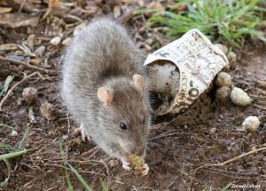 photo of a rat
