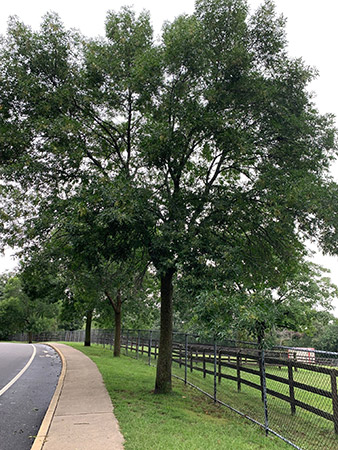 Example of an Ash Tree