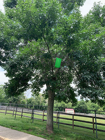 Example of an Emerald Ash Borer trap in an Ash Tree