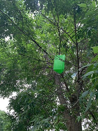Example of an Emerald Ash Borer trap in an Ash Tree