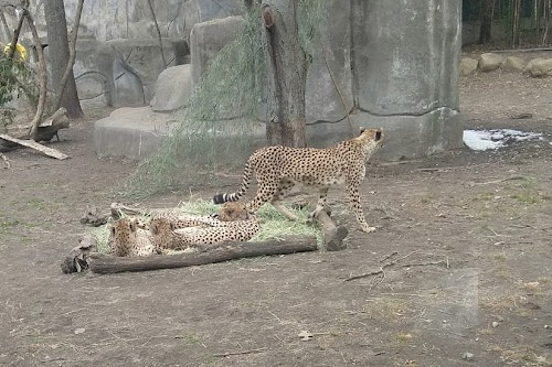 Cheetahs at the Roger Williams Park Zoo