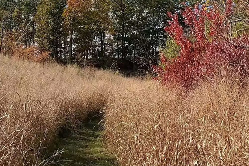 photo of path through field of tall grass - link opens to summer jobs website