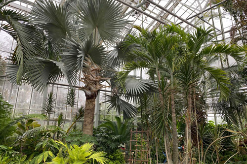 photo of trees and plants inside the greenhouse at the Botanical Center - link opens to botanical center website