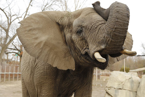 Photo of an Elephant - link opens to Roger Williams Park Zoo