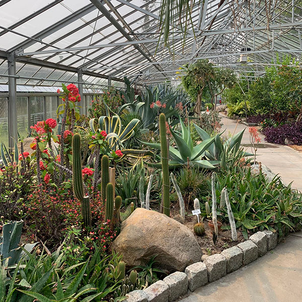 cacti growing in a greenhouse