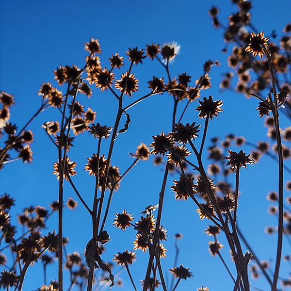 Flowers at the botanical center