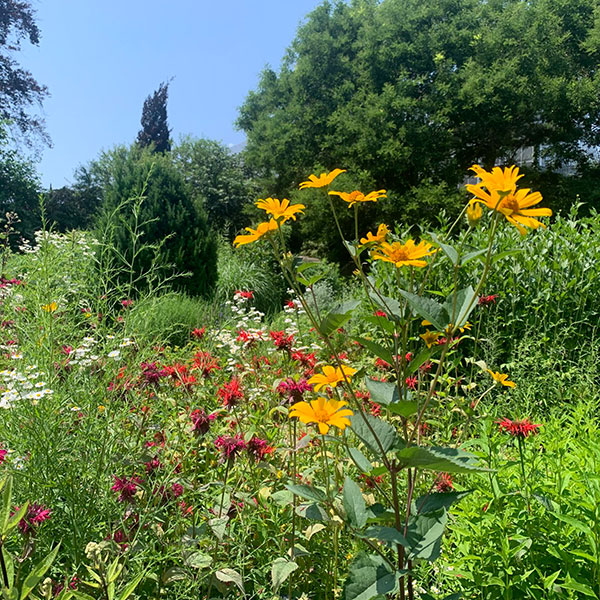 Perennial Flowers in Bloom