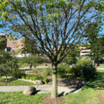 photo of a tree in a park with walking paths