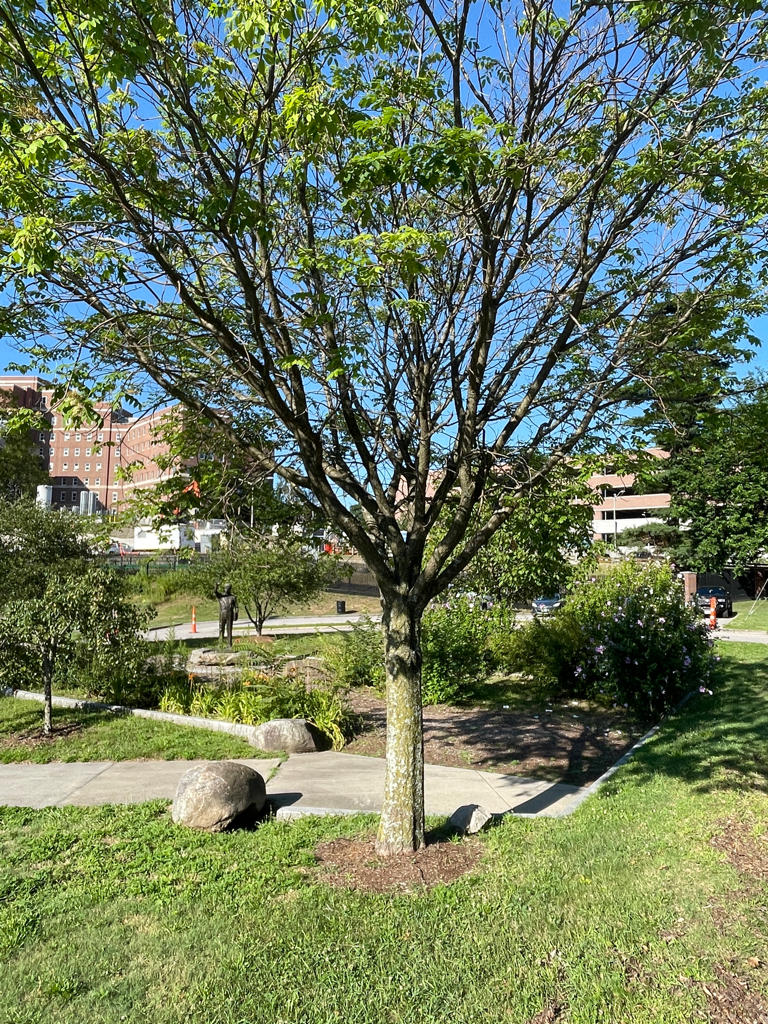 photo of a tree in a park with walking paths