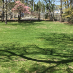 photo showing a grass field surrounded by trees