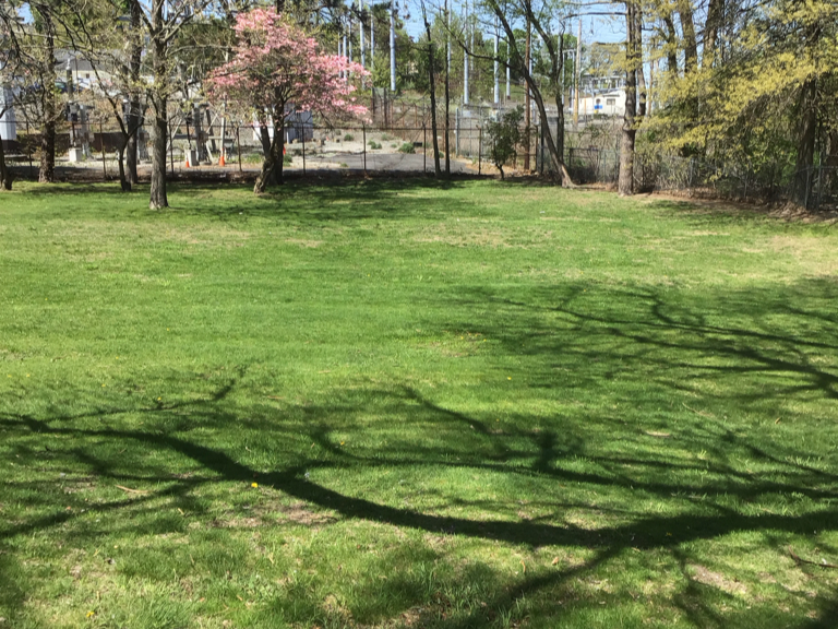 photo showing a grass field surrounded by trees