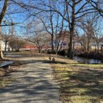 photo of 2 geese walking along a park trail next to a flowing stream