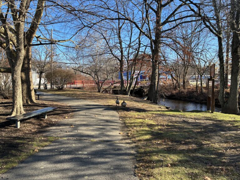 photo of 2 geese walking along a park trail next to a flowing stream