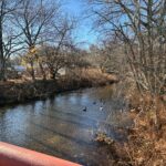 photo of ducks swimming along a stream