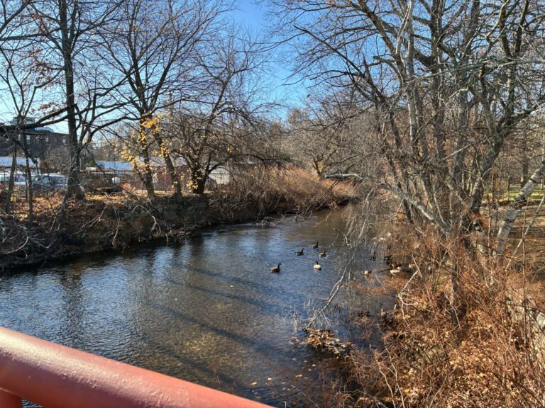 photo of ducks swimming along a stream