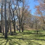 photo showing a tree lined picnic area