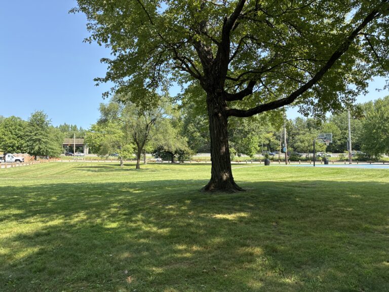 Merino Park features an open lawn with shade trees between the basketball court and parking lot