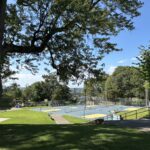 photo showing a tree with basketball courts
