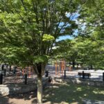 photo of trees and playground structures
