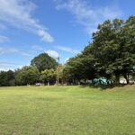 photo of a tree lined grass field