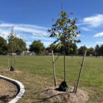 Tree plantings overlooking the multi-use field at George J West Park