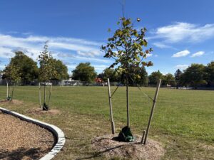 Tree plantings overlooking the multi-use field at George J West Park