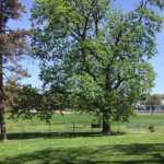 photo showing trees surrounded by grassy parkland
