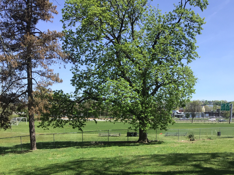 photo showing trees surrounded by grassy parkland