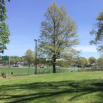 photo showing a tree in a grassy field