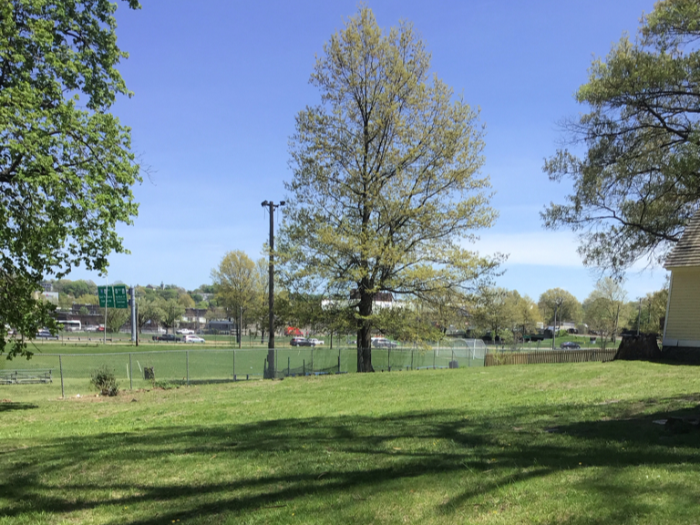 photo showing a tree in a grassy field