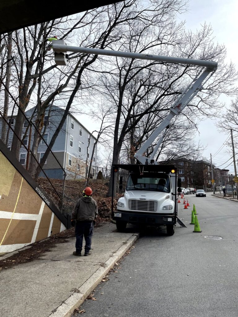 Providence Forestry trimming trees at Billy Taylor Park