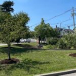 photo of trees, grassy area, and walking paths