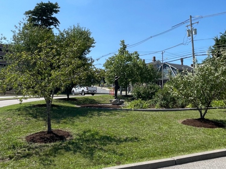 photo of trees, grassy area, and walking paths