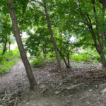 photo showing trees