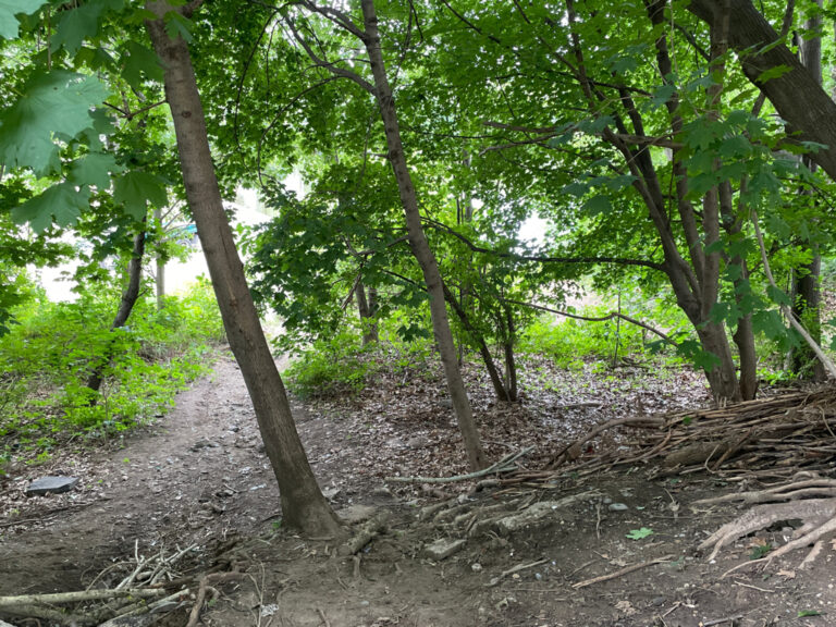 photo showing trees