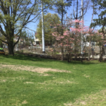 photo showing a grass field surrounded by trees