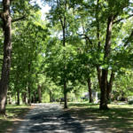 A photo showing the tree lined paths of Blackstone Boulevard Park