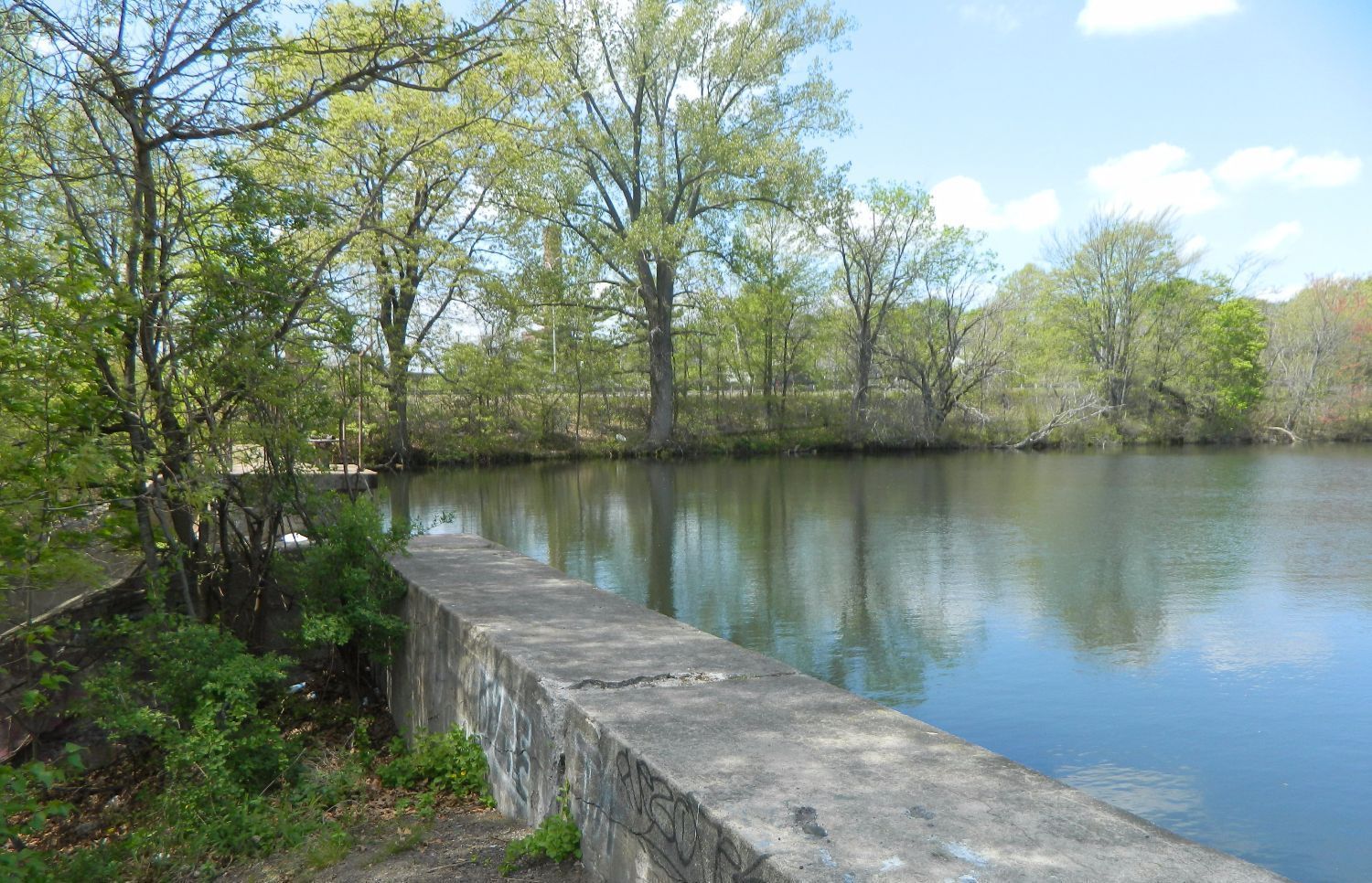 Photo showing trees along the water in the Canada Pond Management Area