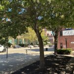 photo of trees and street