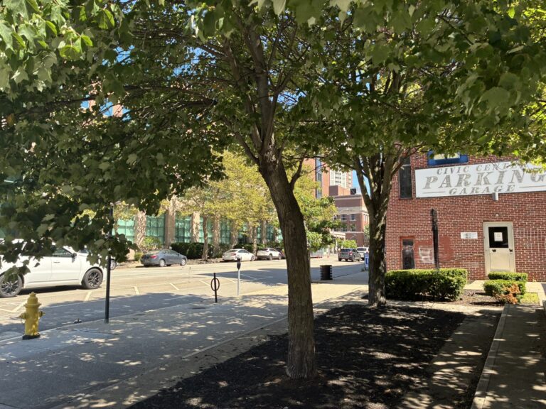 photo of trees and street