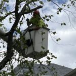Providence Forestry Tree Trimmer in Bucket